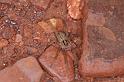 Miturga_lineata_D3480_Z_82_Karinji NP_Australie